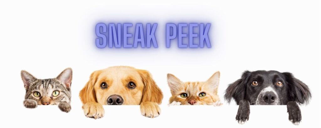 Knowledge Transfer Mini-Course